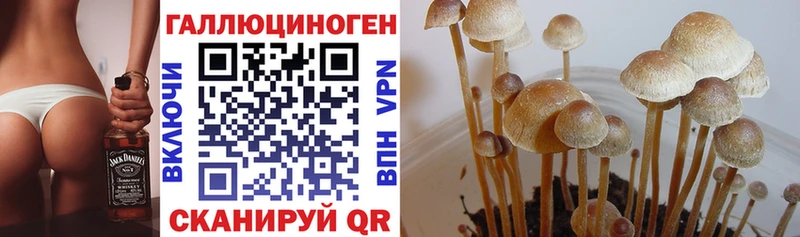 Псилоцибиновые грибы мицелий  Купить  Обоянь 